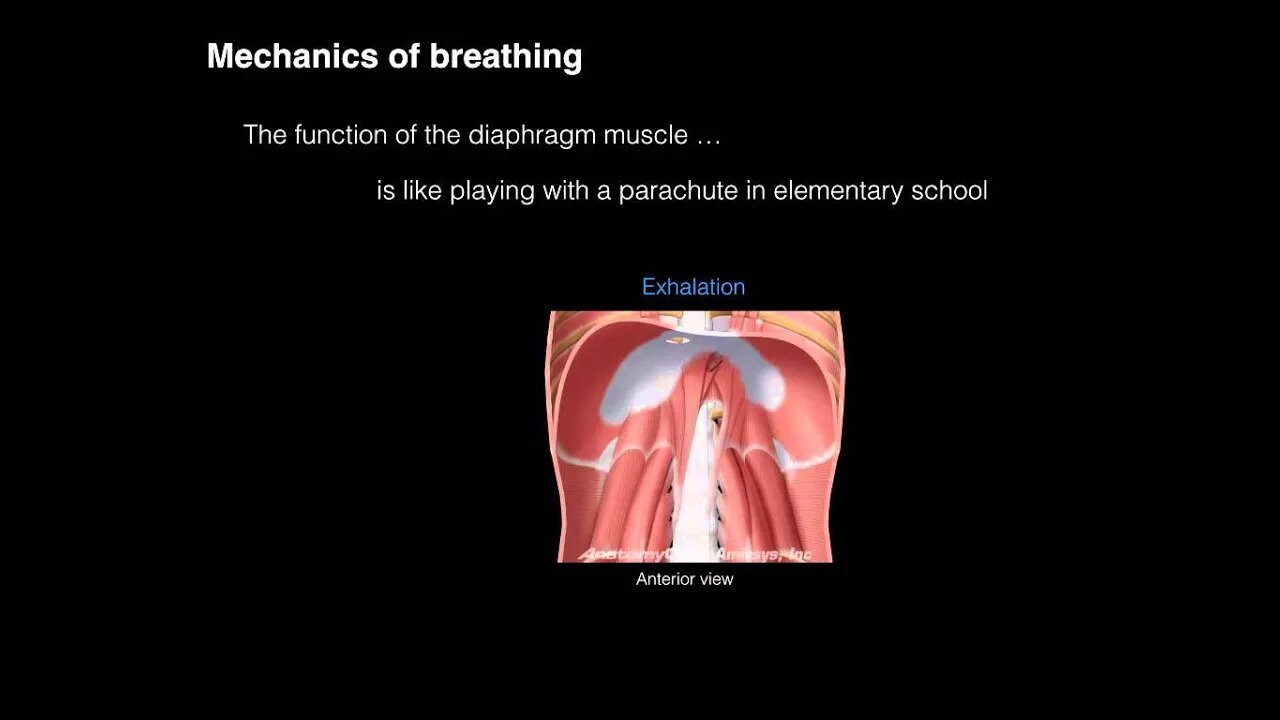 Anatomy of breathing