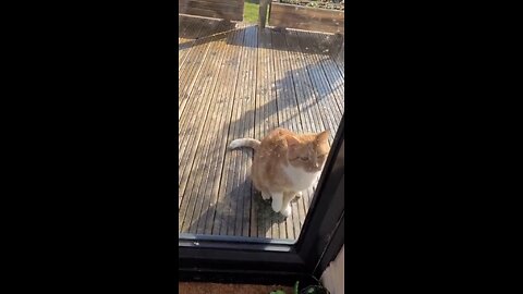 Clever cat fakes an injury to get back in..🐈