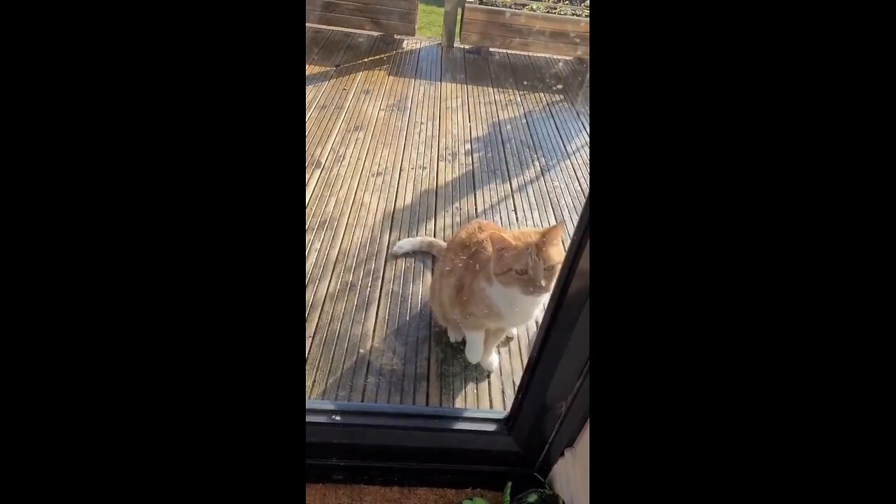 Clever cat fakes an injury to get back in..🐈