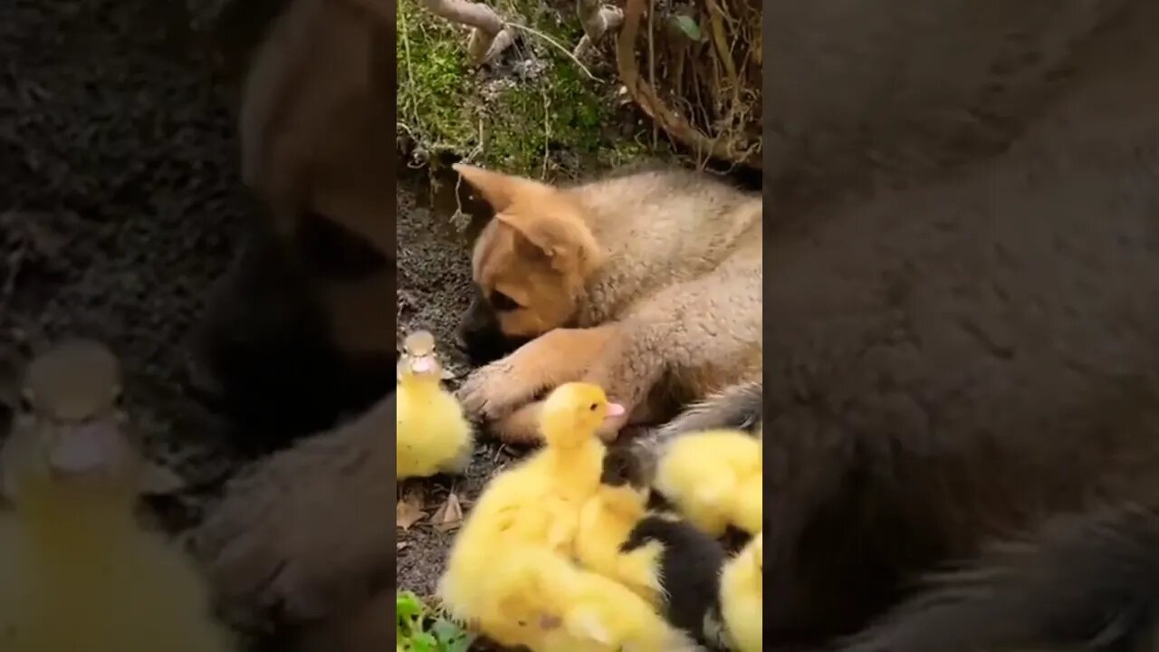 Puppy thinks he's one of them...🐶🐾🐥🐤🐥🥰 #shorts #trendingnow #timetolaunch #clips