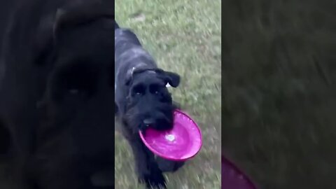 Kimber at 7 months #dog #giantschnauzer #frisbee