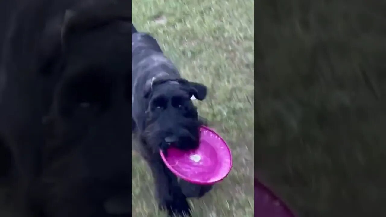 Kimber at 7 months #dog #giantschnauzer #frisbee