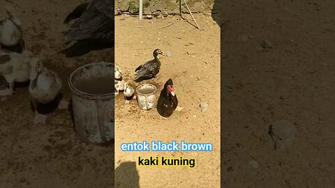 ENTOK RAMBON TETAP MENAWAN #shortvideo #ternakentok #entokrambon #entokjumboblitar