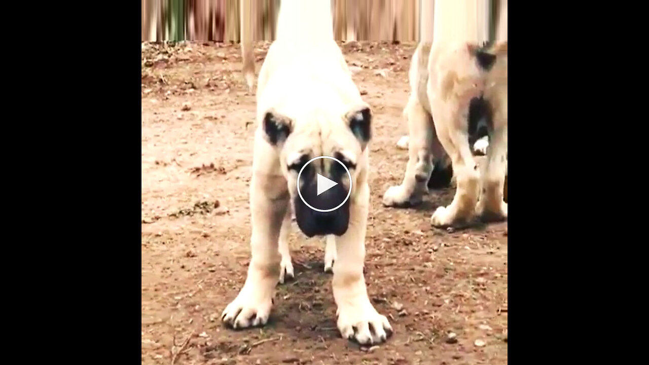 ANATOLiAN SHEPHERD MALAKLI DOG PUPPY