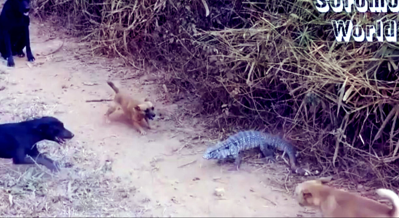 five dogs VS lizard