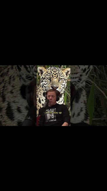 The USA has a Jaguar population - Joe Rogan & Steve Rinella