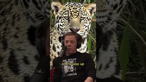 The USA has a Jaguar population - Joe Rogan & Steve Rinella