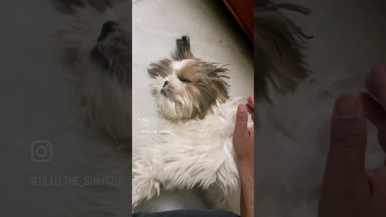 #dog #shorts #fun #doglover #cute #shihtzu #reels #funny #ytshorts #youtubeshorts #trending #youtube
