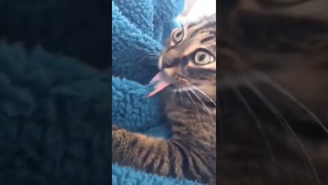 😂😹Funny Cat🐈 #ytshorts #shorts #PetpupFun #Fun #Dogs #Cats #Entertaiment #trending #viral