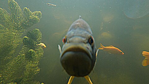Life Underwater: Meet the Fish of Lili’s Pond - Episode 1