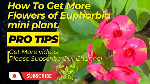 Amazing Euphorbia flowers