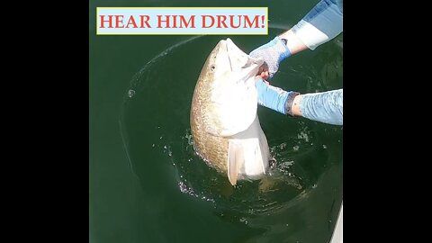 Watch him Bite, hear him Drum!