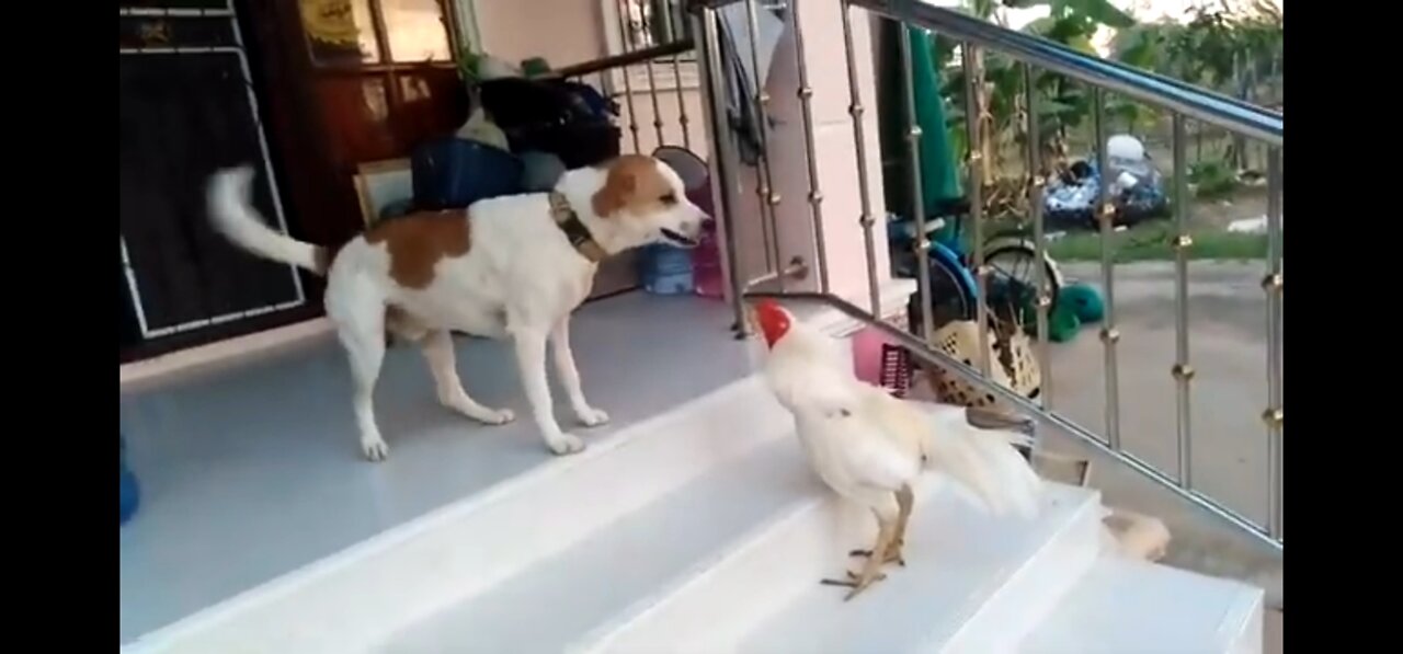 rooster challenge a dog