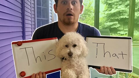 This or That? My Dog Chooses How to Spend His Day