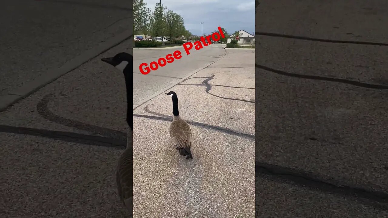 Goose Patrol #prepperboss #shorts #goose #geese