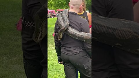 That’s a big ol snake #snake #louisville #pagan #paganprideday