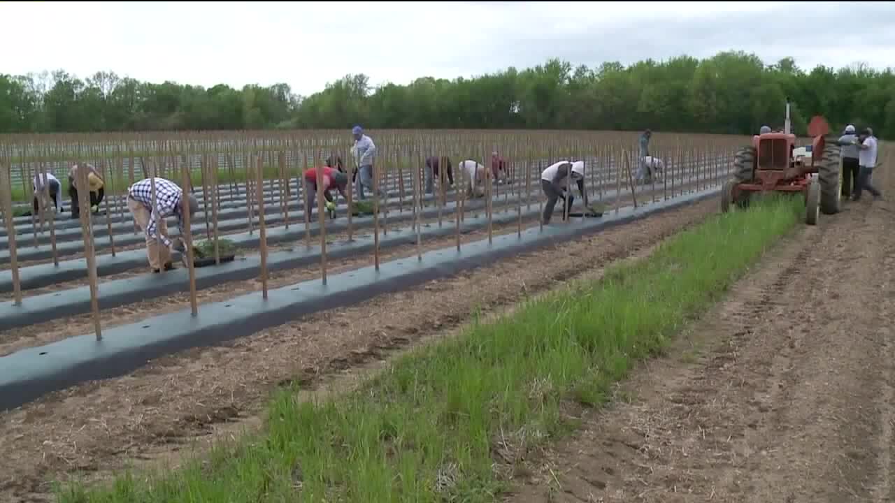 Latina Farmworkers