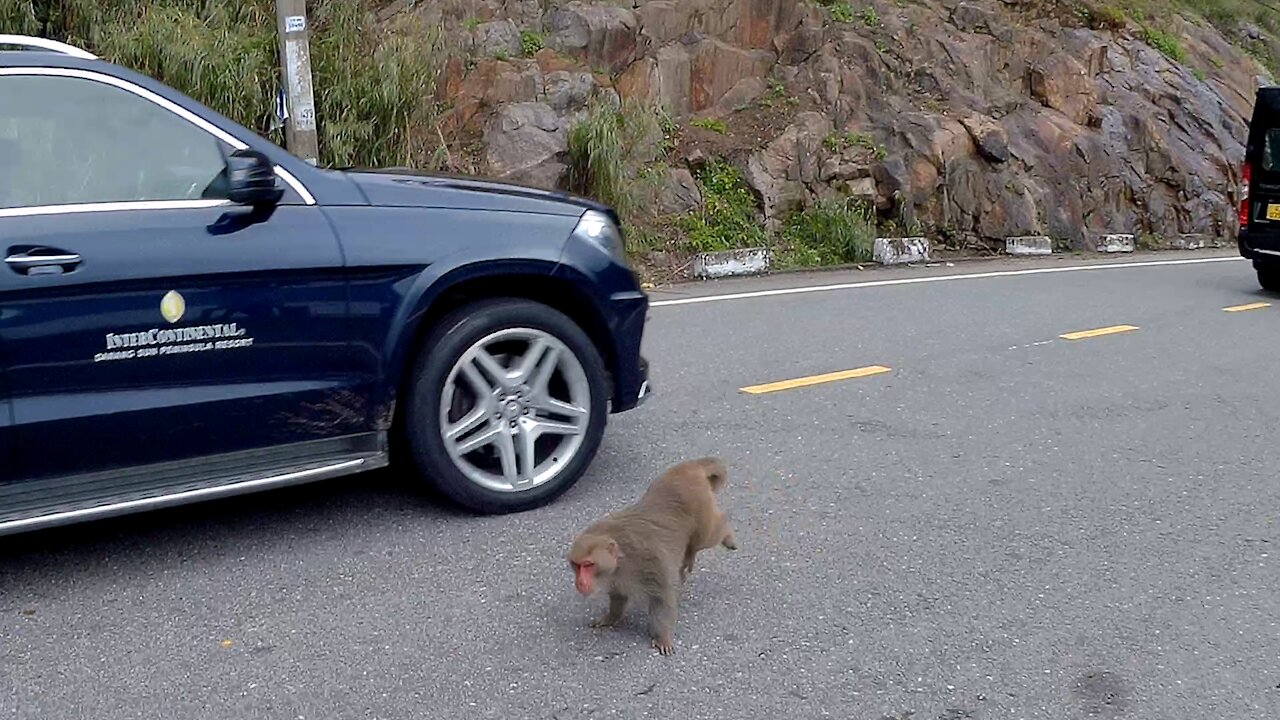 Monkeys in the forest go down the road to find food