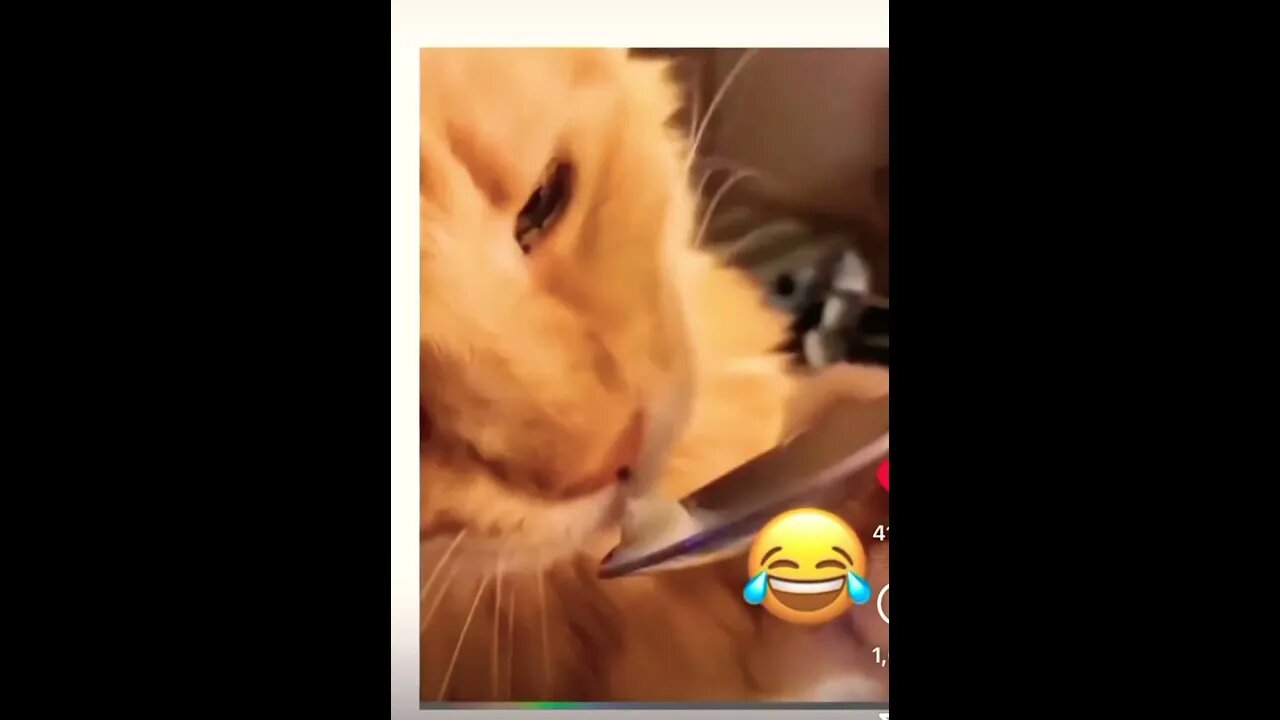 This is soo funny🤣🥹 #catsarefunny #catvideosfunny #funnyvideocat #funnykittycat #shorts #viral