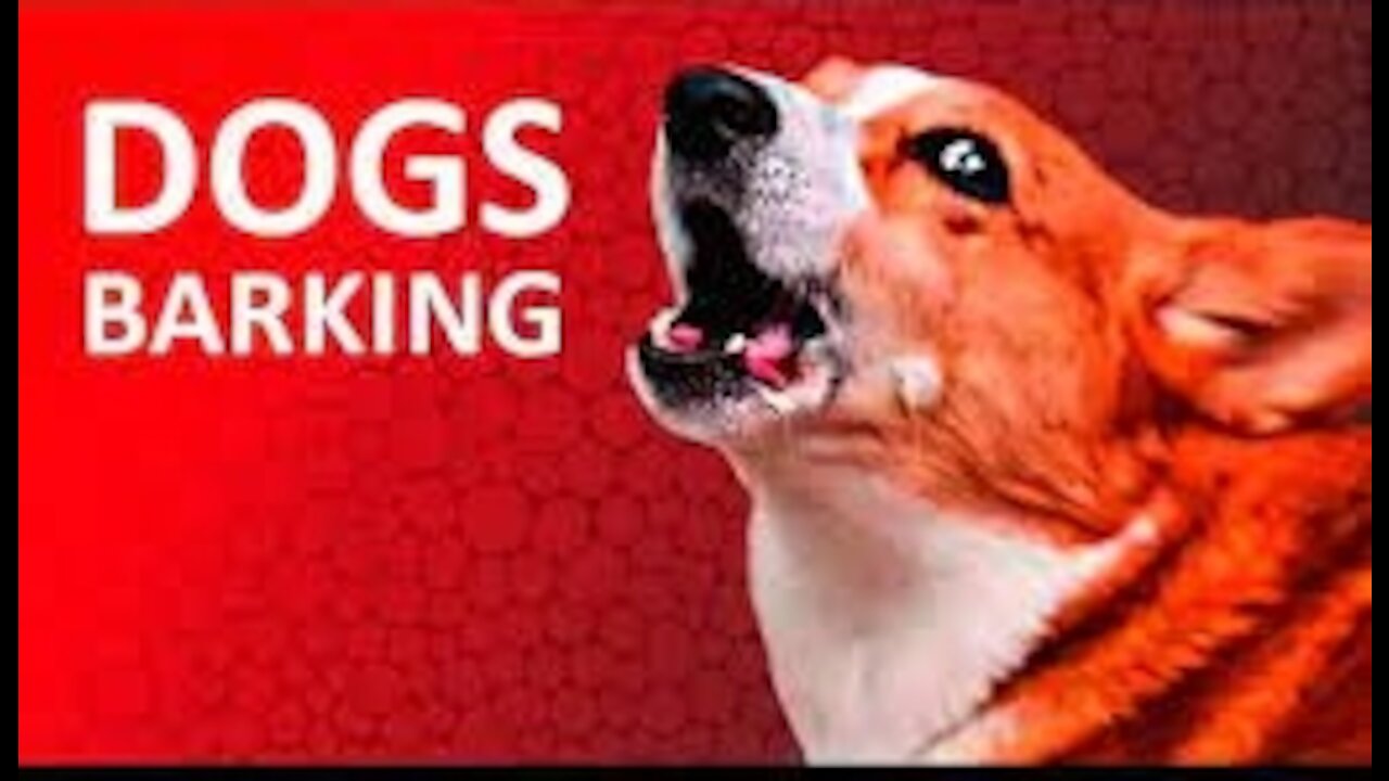 Top 10 Dog barking funny video compilation- 2022