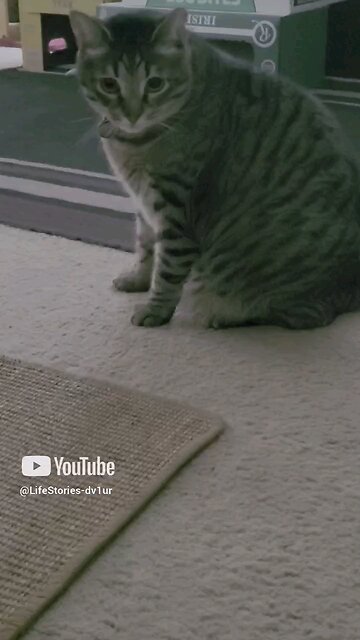 Diary of a sad cat 1 😁🤣