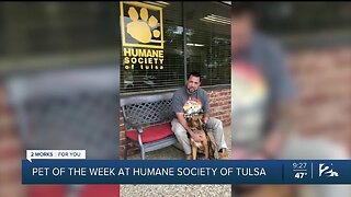 Pet of the Week: Sam, Shepherd Hound Mix