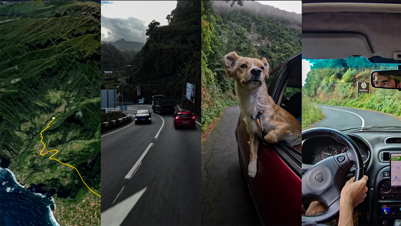 Travel around the island with a happy dog.