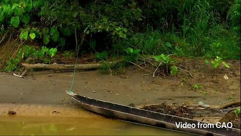 CAO Amazon Basin 2024 Cigar Review.mp4