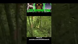 Bigfoot sighting Filmed | Slowed