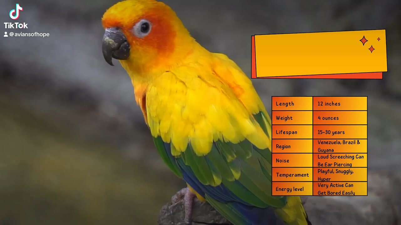 Sun Conure Info Sheet