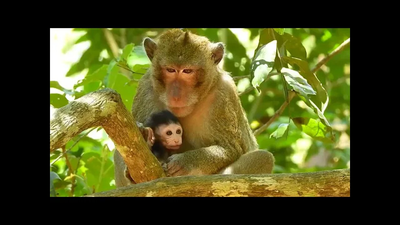 What Wrong To Papa Aron Look After Baby Ariana Instead Of Anna Mum