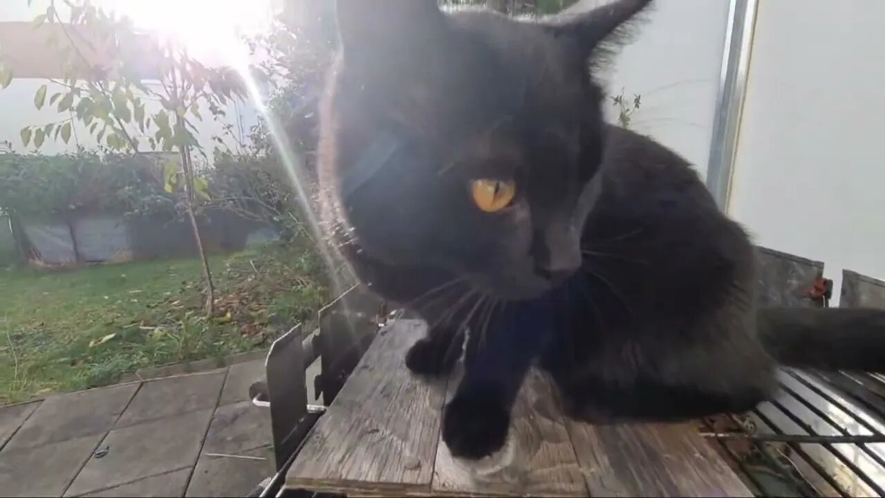 Highlight 1:50:58 – 1:55:56 von HD 1080p Silent LIVE-Stream in garden with black cat