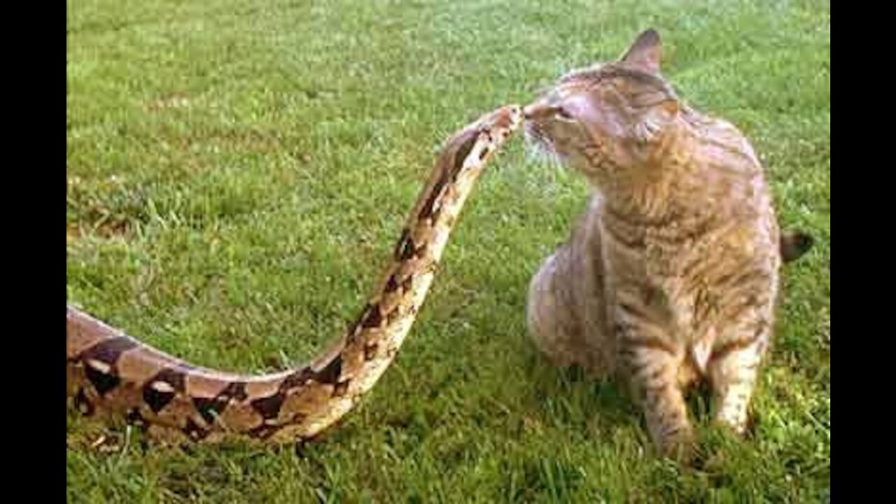 cat escapes being attacked by a snake