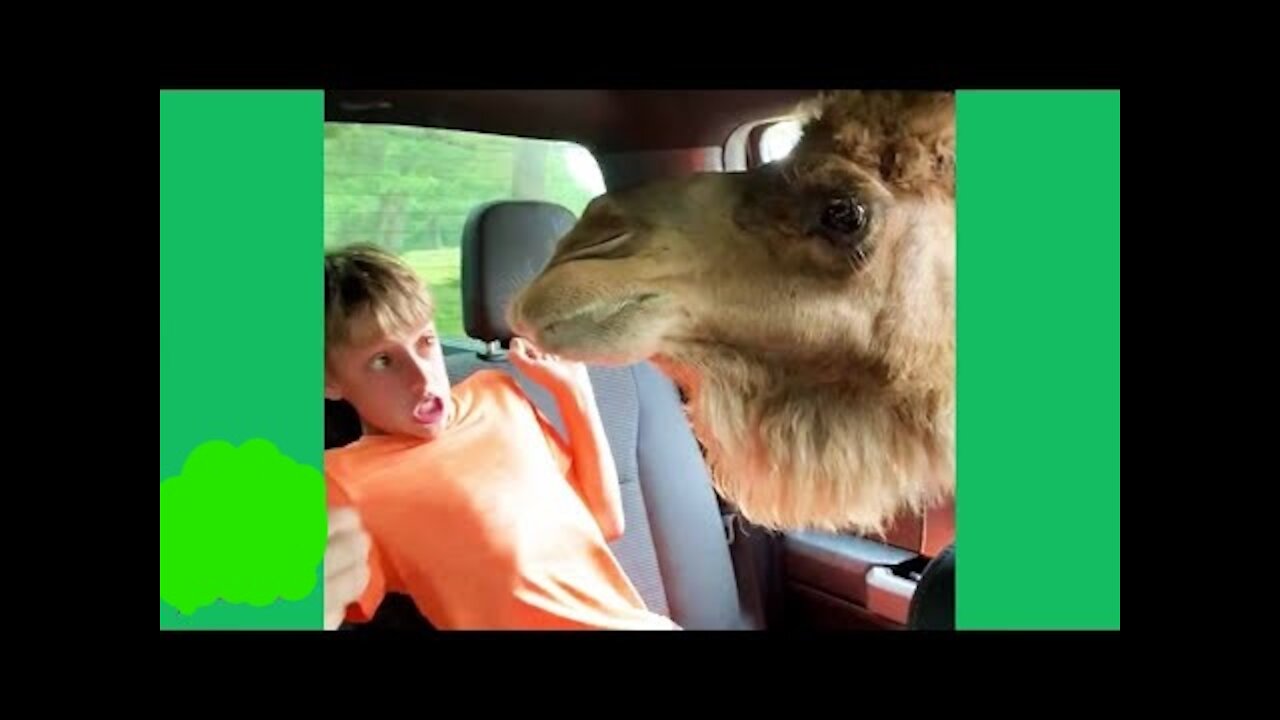 When Animals ATTACK! || Funny Animal Fails