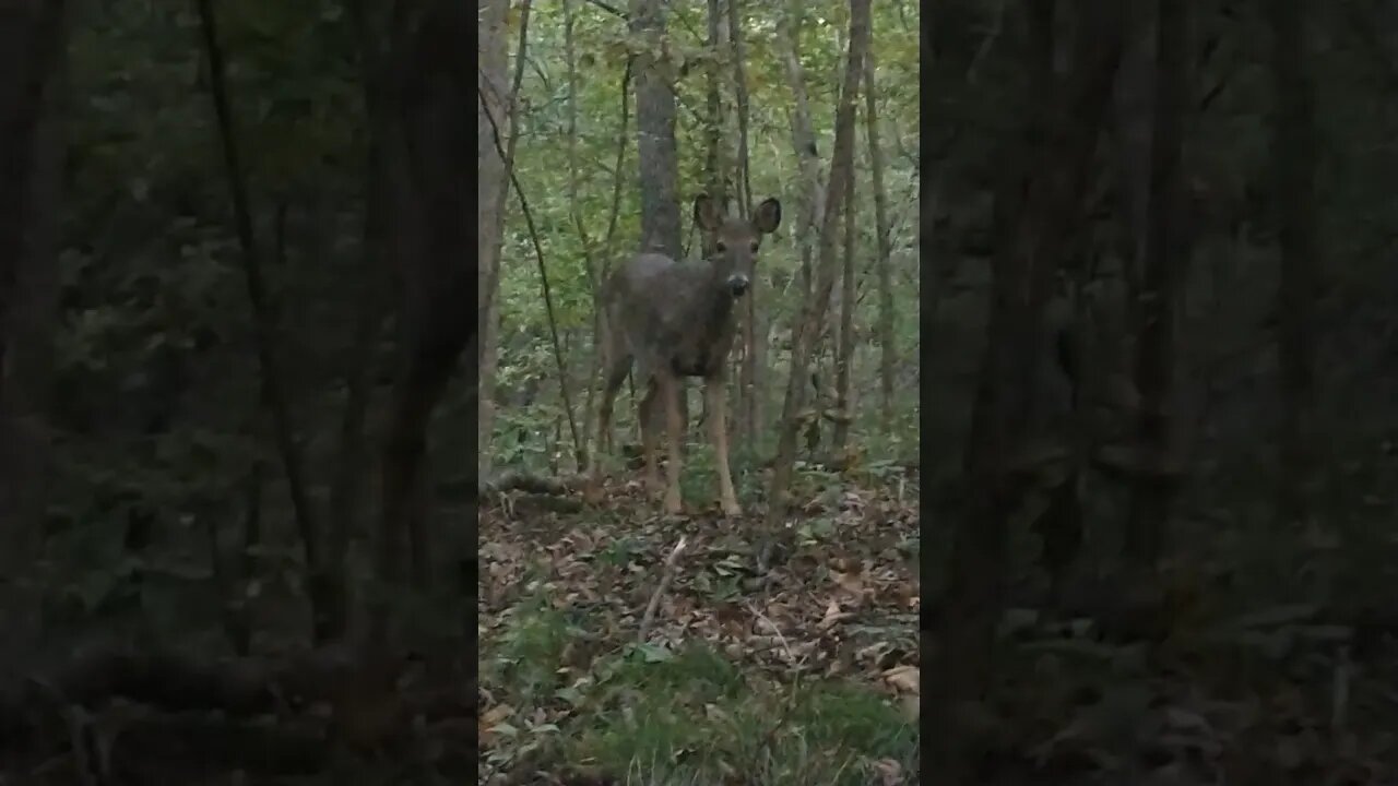 close encounters of the deer kind