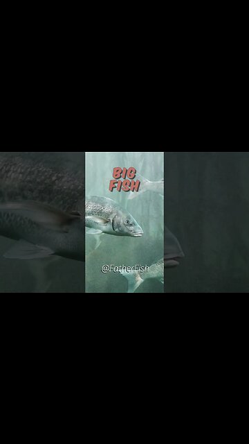 Backyard Ecosystem - Pond Build Guide