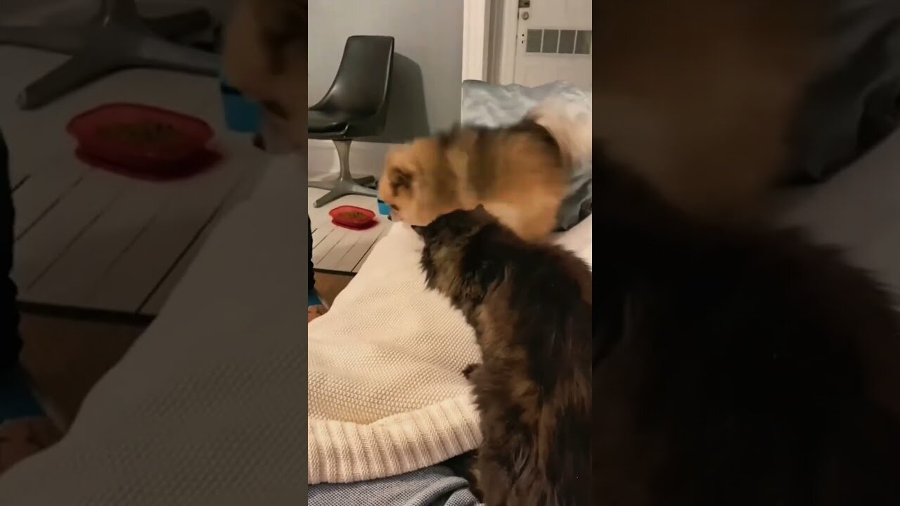 Cats and dogs are incredibly funny - you won't believe it!
