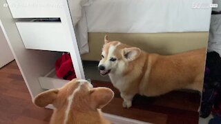 Ce corgi est dégoûté de son apparence dans le miroir