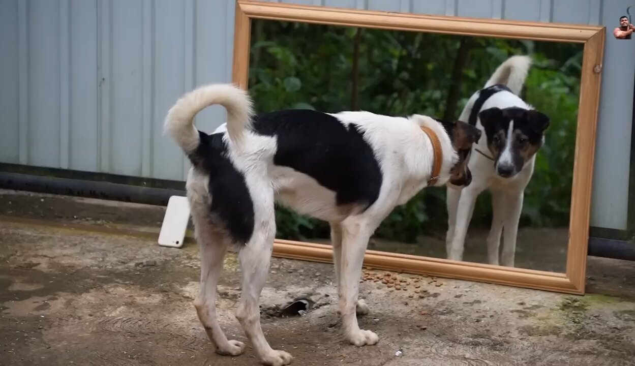 Are You Serious?... Dog Prank on Mirror