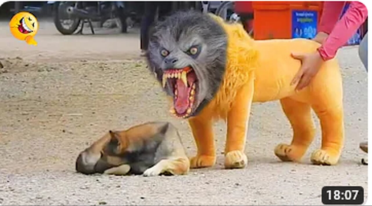 Prank Dog Funny & fake Lion and Fake Tiger Prank To dog & Huge Box Prank to dog