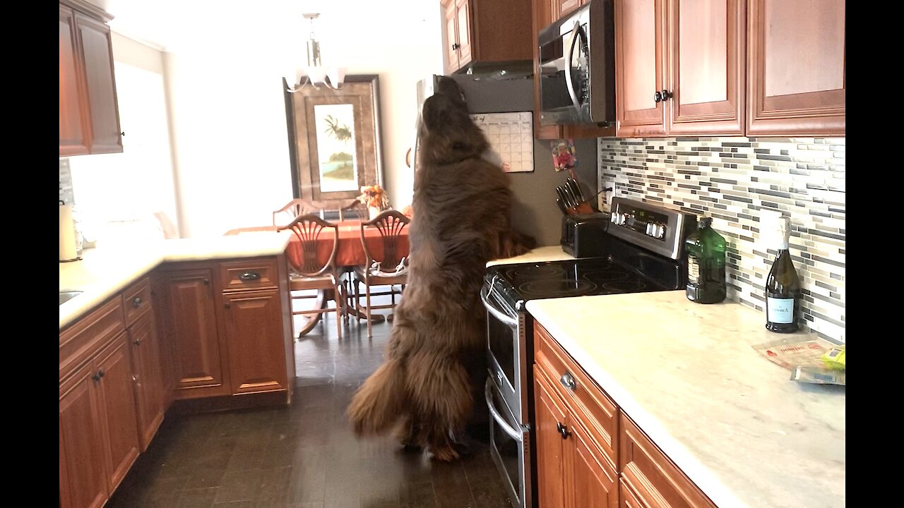 Huge Newfoundland checks top of fridge for treats