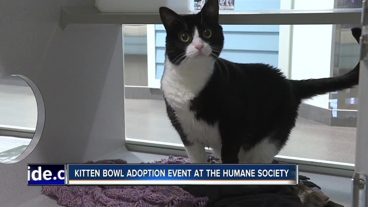 Idaho Humane Society participating in nationwide Kitten Bowl this weekend