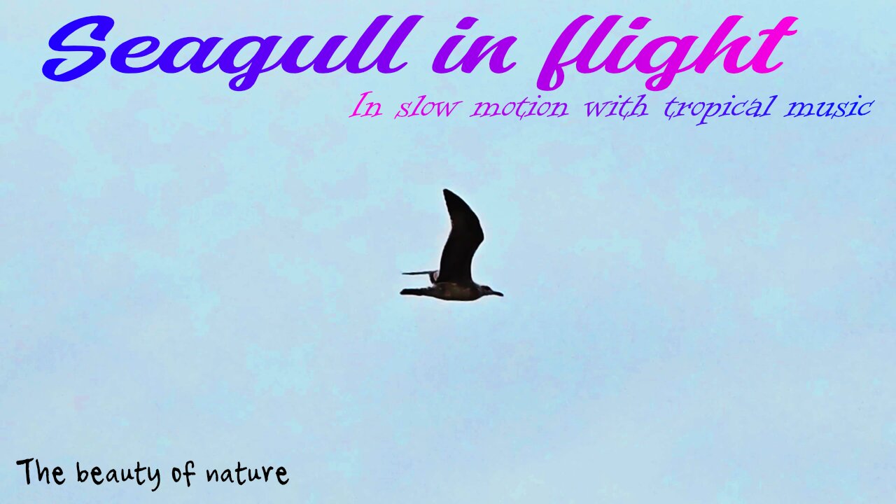 Seagull in flight In slow motion with tropical music / beautiful bird in flight.