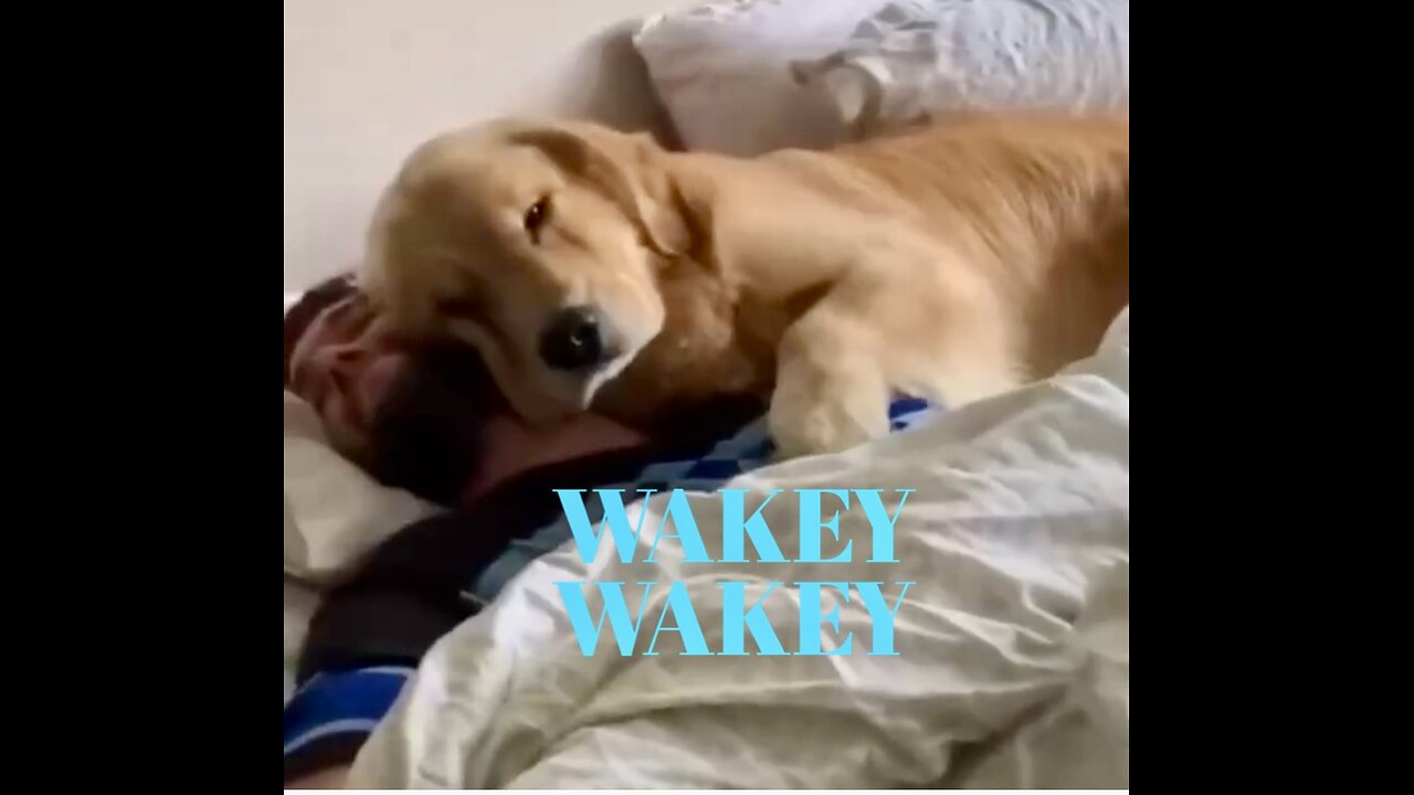 Take a LAUGH 🤣 BREAK: FUNNY DOGS 🐶 🐕WAKING UP 🌅Their People