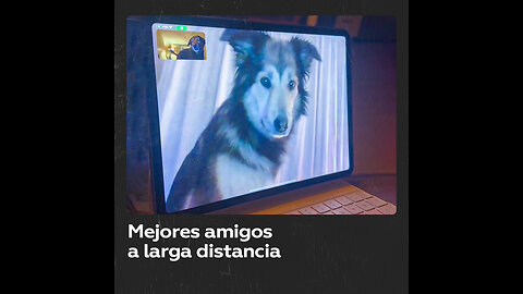 Perros-amigos se comunican por videoconferencia tras su mudanza