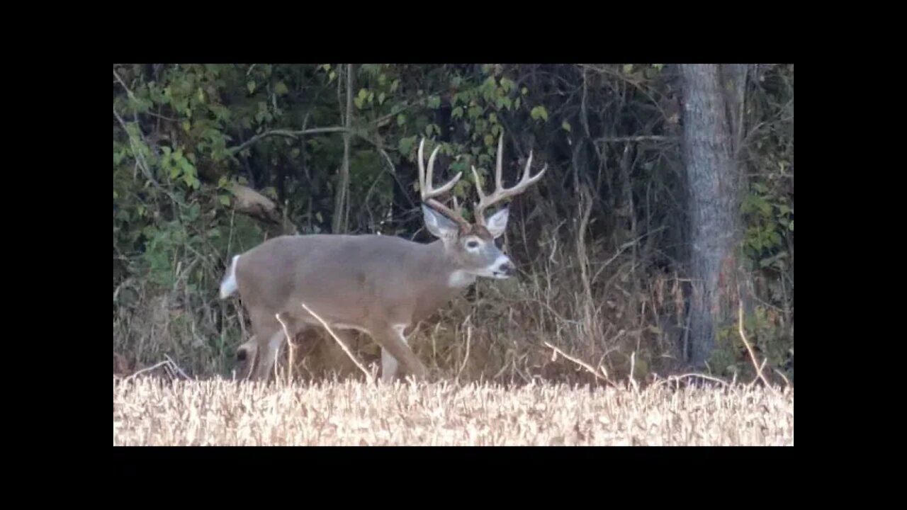 Mega Wide Buck Down