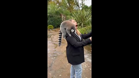 FUNNY ANIMALS VIDEO