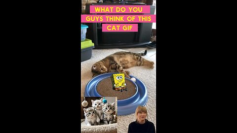 Cute Cat Gif