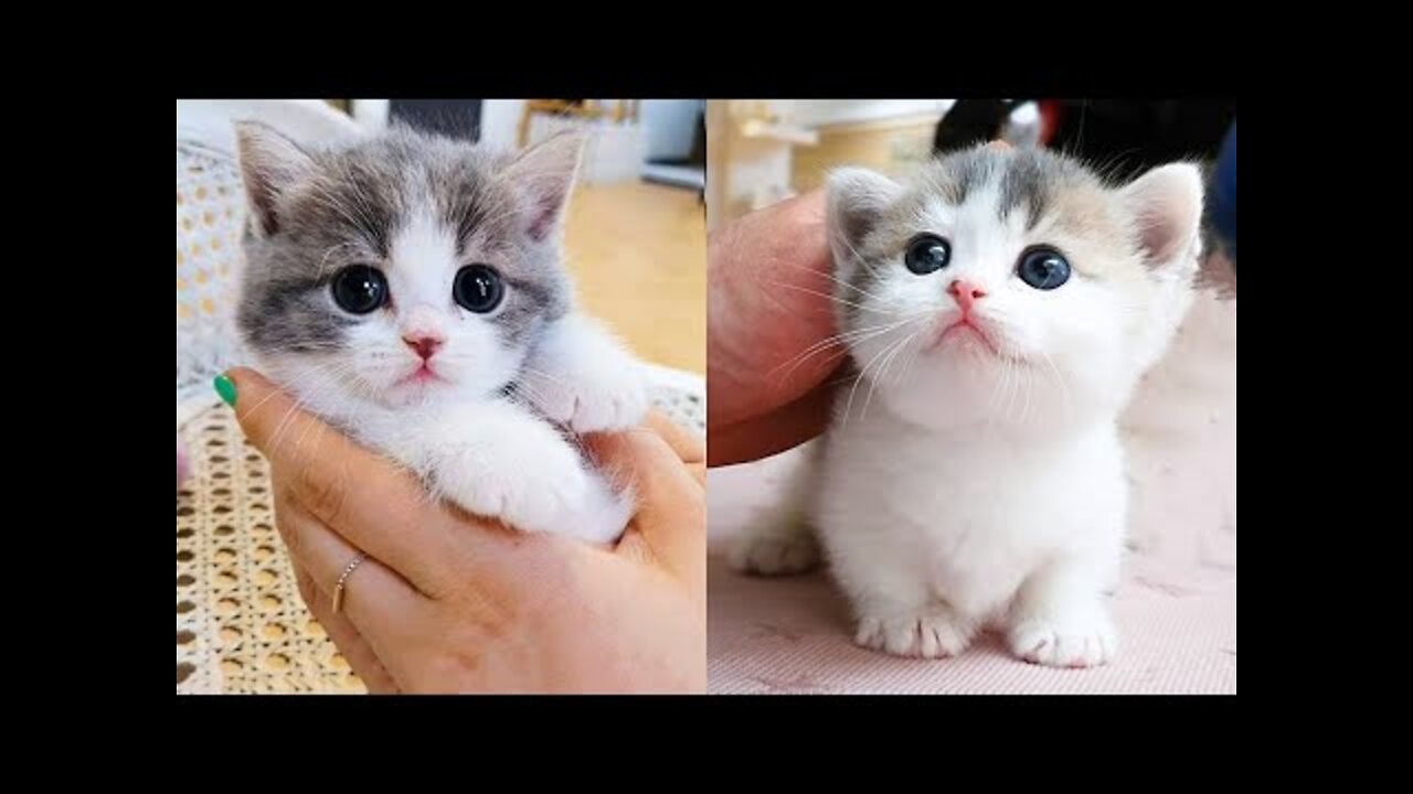 Cute and Funny Cat Videos Compilation