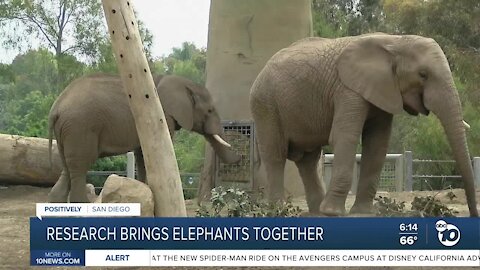 Research brings two elephants together at San Diego Zoo